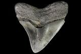 Fossil Megalodon Tooth - Posterior Tooth #76494-1